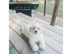 Mutt Puppy for sale in Estero, FL, USA