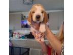 Basset Hound Puppy for sale in Port Saint Lucie, FL, USA