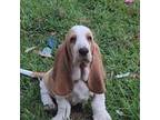 Basset Hound Puppy for sale in Port Saint Lucie, FL, USA