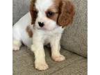 Cavalier King Charles Spaniel Puppy for sale in Toney, AL, USA