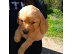 Golden Retriever Puppy for sale in Antigo, WI, USA