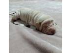 Chinese Shar-Pei Puppy for sale in Axton, VA, USA