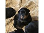 Rottweiler Puppy for sale in Appomattox, VA, USA