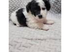Maltipoo Puppy for sale in Monroe, NC, USA