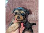 Shorkie Tzu Puppy for sale in Rogersville, TN, USA