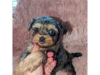 Multicolor Eyed Female Shorkie