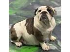 Bulldog Puppy for sale in Deland, FL, USA