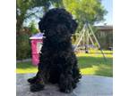 Poodle (Toy) Puppy for sale in Delano, CA, USA
