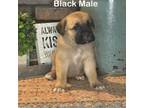 Cane Corso Puppy for sale in Danville, IL, USA