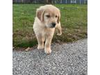 Golden Retriever Puppy for sale in Worcester, MA, USA