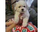 Bichon Frise Puppy for sale in Bridgeport, CT, USA