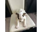 Olde Bulldog Puppy for sale in Aurora, CO, USA