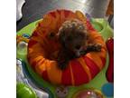 Poodle (Toy) Puppy for sale in Egg Harbor Township, NJ, USA