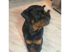 Rottweiler Puppy for sale in Cranston, RI, USA