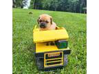 Puggle Puppy for sale in Wytheville, VA, USA