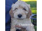 Mutt Puppy for sale in Pickens, SC, USA