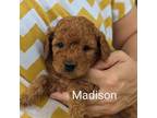 Mutt Puppy for sale in Pickens, SC, USA