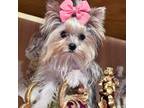 Yorkshire Terrier Puppy for sale in Chula Vista, CA, USA