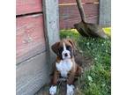 Boxer Puppy for sale in Lake Odessa, MI, USA