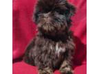 Shih Tzu Puppy for sale in Byron, GA, USA