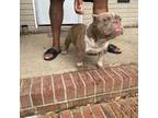 Mutt Puppy for sale in Alexandria, VA, USA