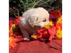 Golden Retriever Puppy for sale in Rush Springs, OK, USA