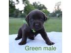Green chocolate male