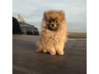 Pomeranian Puppy for sale in Darlington, WI, USA