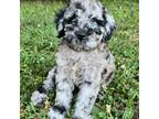 Mutt Puppy for sale in Philadelphia, PA, USA