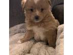 Mutt Puppy for sale in Longview, TX, USA