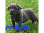 Cane Corso Puppy for sale in Claypool, IN, USA