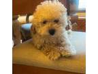 Poodle (Toy) Puppy for sale in Paducah, TX, USA