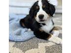 Bernese Mountain Dog Puppy for sale in Liberty, MO, USA