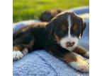 Bernese Mountain Dog Puppy for sale in Liberty, MO, USA