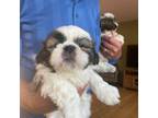 Shih Tzu Puppy for sale in Chittenango, NY, USA