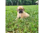 Puggle Puppy for sale in Wytheville, VA, USA