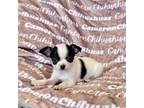 Chihuahua Puppy for sale in Spiro, OK, USA