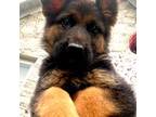 German Shepherd Dog Puppy for sale in Hodgenville, KY, USA