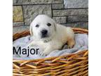Labrador Retriever Puppy for sale in Cato, NY, USA