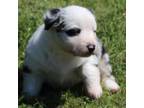 Australian Shepherd Puppy for sale in Bedford, VA, USA