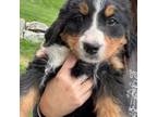 Bernese Mountain Dog Puppy for sale in Kalispell, MT, USA