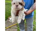 Shih Tzu Puppy for sale in Eau Claire, WI, USA