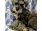 Schnauzer (Miniature) Puppy for sale in Hubbard, TX, USA