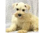Schnauzer (Miniature) Puppy for sale in Hubbard, TX, USA