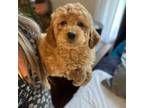 Mutt Puppy for sale in Wilbraham, MA, USA