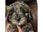 Mutt Puppy for sale in Wilbraham, MA, USA