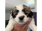 Maltipoo Puppy for sale in Prescott, AZ, USA