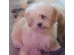 Lhasa Apso Puppy for sale in Kewanna, IN, USA