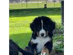 Bernese Mountain Dog Puppy for sale in Salem, OH, USA