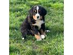 Bernese Mountain Dog Puppy for sale in Salem, OH, USA